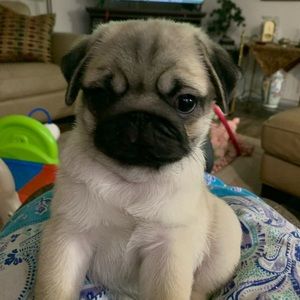 Meet your Posher, Patti